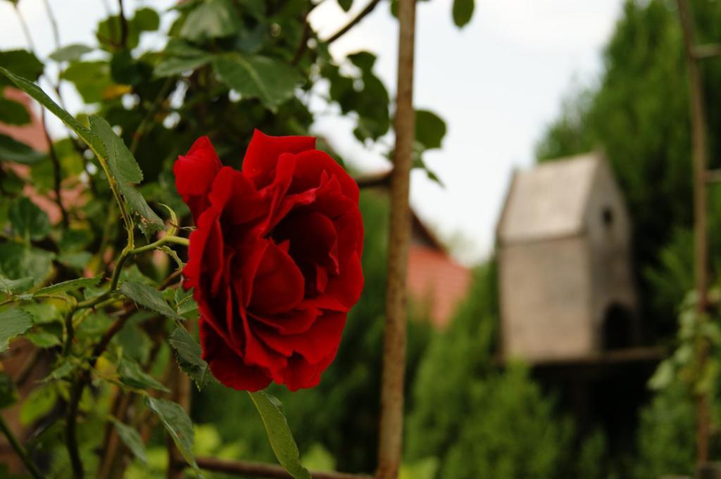 Apartamenty Nadedworce Kazimierz Dolny Rum bild